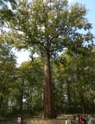 ، Teak Tree، Teakمن أسمائها المتداولة: الساج، خشب الساج