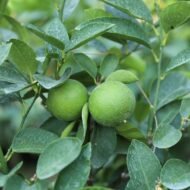 – Mexican Lime – Key Lime – West Indian Lime – Bartender’s Lime – Citrus aurantiifoliaمن أسمائها المتداولة: ليمون بن زهير – الليمون البلدي – الليمون المكسيكي – الليمون الحامض