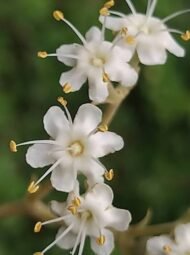 ، Teak Tree، Teakمن أسمائها المتداولة: الساج، خشب الساج