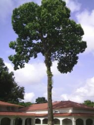 ، Teak Tree، Teakمن أسمائها المتداولة: الساج، خشب الساج