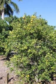 – Mexican Lime – Key Lime – West Indian Lime – Bartender’s Lime – Citrus aurantiifoliaمن أسمائها المتداولة: ليمون بن زهير – الليمون البلدي – الليمون المكسيكي – الليمون الحامض