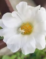، Teak Tree، Teakمن أسمائها المتداولة: الساج، خشب الساج