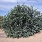 – Mexican Lime – Key Lime – West Indian Lime – Bartender’s Lime – Citrus aurantiifoliaمن أسمائها المتداولة: ليمون بن زهير – الليمون البلدي – الليمون المكسيكي – الليمون الحامض
