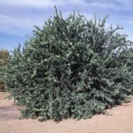 – Mexican Lime – Key Lime – West Indian Lime – Bartender’s Lime – Citrus aurantiifoliaمن أسمائها المتداولة: ليمون بن زهير – الليمون البلدي – الليمون المكسيكي – الليمون الحامض