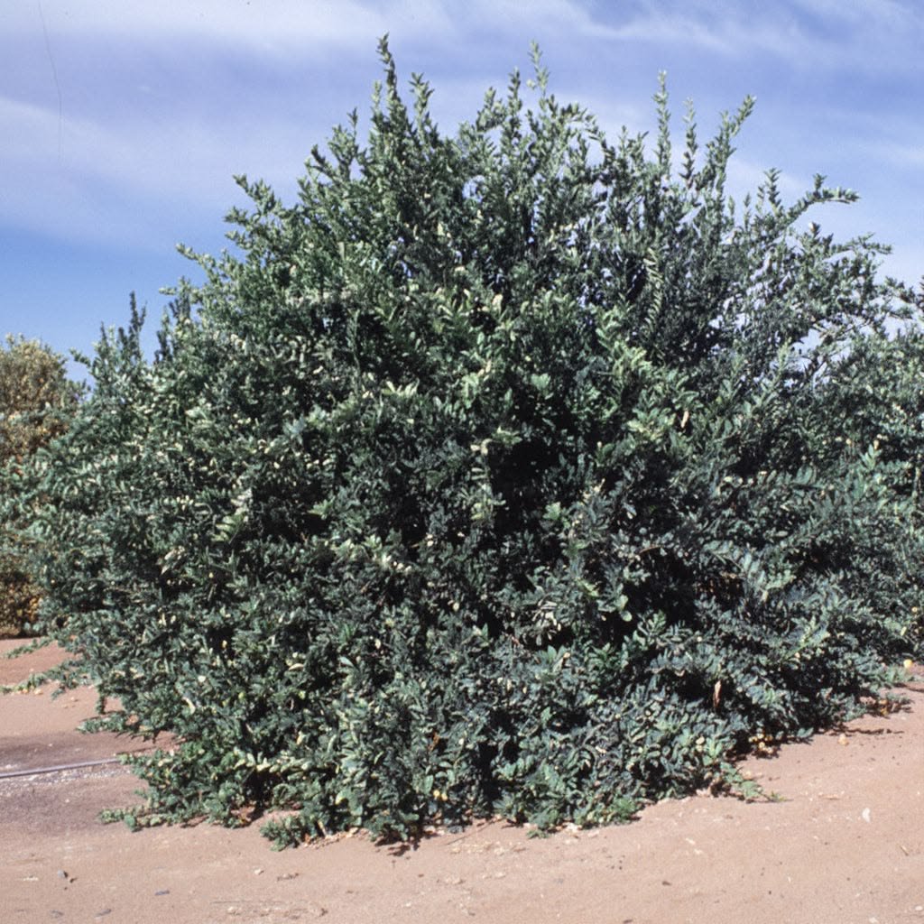 – Mexican Lime – Key Lime – West Indian Lime – Bartender’s Lime – Citrus aurantiifoliaمن أسمائها المتداولة: ليمون بن زهير – الليمون البلدي – الليمون المكسيكي – الليمون الحامض