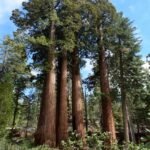 ، Tectona grandisTeak Tree، Teakمن أسمائها المتداولة: الساج، خشب الساج