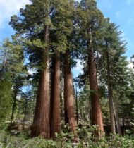 ، Tectona grandisTeak Tree، Teakمن أسمائها المتداولة: الساج، خشب الساج