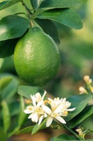 – Mexican Lime – Key Lime – West Indian Lime – Bartender’s Lime – Citrus aurantiifoliaمن أسمائها المتداولة: ليمون بن زهير – الليمون البلدي – الليمون المكسيكي – الليمون الحامض