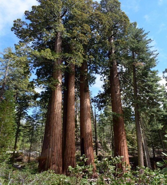 ، Teak Tree، Teakمن أسمائها المتداولة: الساج، خشب الساج ، Tectona grandisTeak Tree، Teakمن أسمائها المتداولة: الساج، خشب الساج