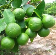 – Mexican Lime – Key Lime – West Indian Lime – Bartender’s Lime – Citrus aurantiifoliaمن أسمائها المتداولة: ليمون بن زهير – الليمون البلدي – الليمون المكسيكي – الليمون الحامض
