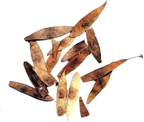 – Indian Rosewood – Sissoo – Shishamمن أسمائها المتداولة: السرسوع – السيسو – شيشام – الروزوود الهندي