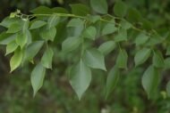 – Indian Rosewood – Sissoo – Shishamمن أسمائها المتداولة: السرسوع – السيسو – شيشام – الروزوود الهندي