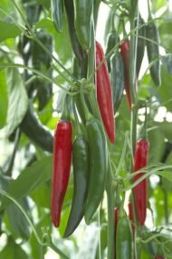 – Chili Pepper – Hot Pepper – Cayenne Pepper – Bell Pepper – Sweet Pepper – Paprika Pepper – Capsicum annuumمن أسمائها المتداولة: فلفل حار – فلفل أحمر – فلفل أخضر – فلفل الشطة – فلفل قرن – الفلفل الحريف