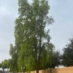– Indian Rosewood – Sissoo – Shishamمن أسمائها المتداولة: السرسوع – السيسو – شيشام – الروزوود الهندي