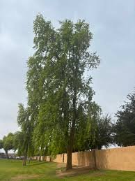 – Indian Rosewood – Sissoo – Shishamمن أسمائها المتداولة: السرسوع – السيسو – شيشام – الروزوود الهندي
