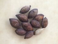 – Tropical Almond – Indian Almond – Sea Almond – Singapore Almond – Terminalia catappa-من أسمائها المتداولة : اللوز البحريني – اللوز الهندي – اللوز الاستوائي – لوز البحر – شجرة اللوز البحري