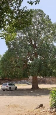 – African Cherry – Red Milkwood – Mimusops laurifoliaمن أسمائها المتداولة: لبخ عملاق – ميموسوبس – شجرة الميموسوبس