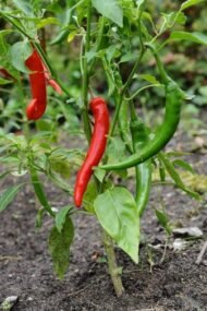 – Chili Pepper – Hot Pepper – Cayenne Pepper – Bell Pepper – Sweet Pepper – Paprika Pepper – Capsicum annuumمن أسمائها المتداولة: فلفل حار – فلفل أحمر – فلفل أخضر – فلفل الشطة – فلفل قرن – الفلفل الحريف