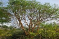 – Indian Rosewood – Sissoo – Shishamمن أسمائها المتداولة: السرسوع – السيسو – شيشام – الروزوود الهندي