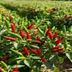 – Chili Pepper – Hot Pepper – Cayenne Pepper – Bell Pepper – Sweet Pepper – Paprika Pepper – Capsicum annuumمن أسمائها المتداولة: فلفل حار – فلفل أحمر – فلفل أخضر – فلفل الشطة – فلفل قرن – الفلفل الحريف