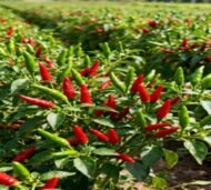 – Chili Pepper – Hot Pepper – Cayenne Pepper – Bell Pepper – Sweet Pepper – Paprika Pepper – Capsicum annuumمن أسمائها المتداولة: فلفل حار – فلفل أحمر – فلفل أخضر – فلفل الشطة – فلفل قرن – الفلفل الحريف