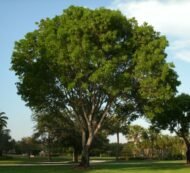 – Indian Rosewood – Sissoo – Shishamمن أسمائها المتداولة: السرسوع – السيسو – شيشام – الروزوود الهندي