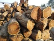 – Indian Rosewood – Sissoo – Shishamمن أسمائها المتداولة: السرسوع – السيسو – شيشام – الروزوود الهندي