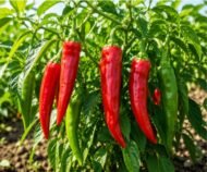 – Chili Pepper – Hot Pepper – Cayenne Pepper – Bell Pepper – Sweet Pepper – Paprika Pepper – Capsicum annuumمن أسمائها المتداولة: فلفل حار – فلفل أحمر – فلفل أخضر – فلفل الشطة – فلفل قرن – الفلفل الحريف
