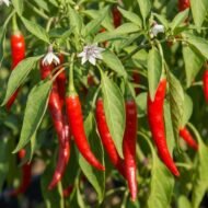 – Chili Pepper – Hot Pepper – Cayenne Pepper – Bell Pepper – Sweet Pepper – Paprika Pepper – Capsicum annuumمن أسمائها المتداولة: فلفل حار – فلفل أحمر – فلفل أخضر – فلفل الشطة – فلفل قرن – الفلفل الحريف