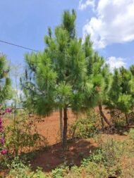 – Chir Pine – Long-leaved Indian Pine – Himalayan Longleaf Pineمن أسمائها المتداولة: صنوبر هندي – صنوبر تشيري