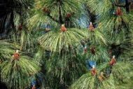 – Chir Pine – Long-leaved Indian Pine – Himalayan Longleaf Pineمن أسمائها المتداولة: صنوبر هندي – صنوبر تشيري