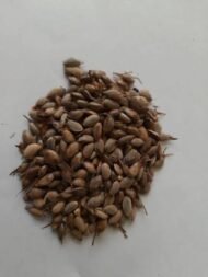 – Chir Pine – Long-leaved Indian Pine – Himalayan Longleaf Pineمن أسمائها المتداولة: صنوبر هندي – صنوبر تشيري