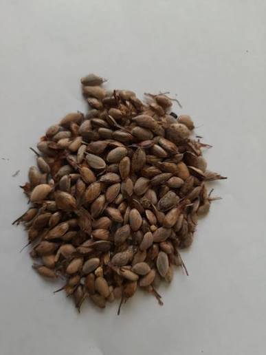 – Chir Pine – Long-leaved Indian Pine – Himalayan Longleaf Pineمن أسمائها المتداولة: صنوبر هندي – صنوبر تشيري
