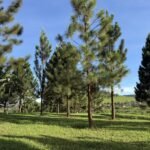 – Chir Pine – Long-leaved Indian Pine – Himalayan Longleaf Pineمن أسمائها المتداولة: صنوبر هندي – صنوبر تشيري