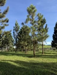 – Chir Pine – Long-leaved Indian Pine – Himalayan Longleaf Pineمن أسمائها المتداولة: صنوبر هندي – صنوبر تشيري