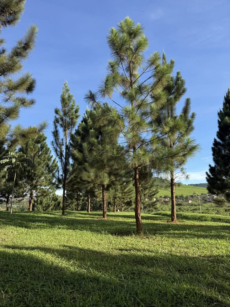 – Chir Pine – Long-leaved Indian Pine – Himalayan Longleaf Pineمن أسمائها المتداولة: صنوبر هندي – صنوبر تشيري