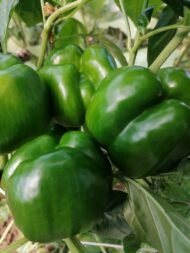 – Bell Pepper – Sweet Pepper – Sweet Capsicum – Green Pepper – Paprika Pepper – Capsicum annuumمن أسمائها المتداولة: فلفل حلو – فلفل رومي – فلفل بارد – فلفل أخضر – فلفل ألوان – الفلفل الحلو