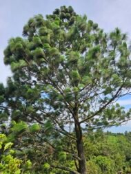 – Chir Pine – Long-leaved Indian Pine – Himalayan Longleaf Pineمن أسمائها المتداولة: صنوبر هندي – صنوبر تشيري