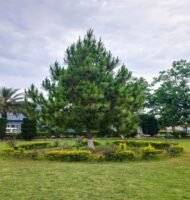 – Chir Pine – Long-leaved Indian Pine – Himalayan Longleaf Pineمن أسمائها المتداولة: صنوبر هندي – صنوبر تشيري