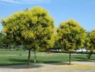 – Golden Rain Tree – Golden Raintree – Pride of Indiaمن أسمائها المتداولة: شجرة المطر الذهبي – شجرة الذهب