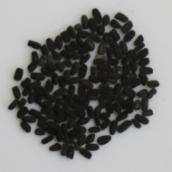 الاسم العلمي: Vinca spp من أسمائها المتداولة: الوينكا – البفتة – فينكا – الدفلى القزمية – Vinca – Periwinkle – Myrtle – Common Periwinkle