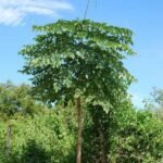 – Indian Trumpet Tree – Broken Bones Tree – Indian Broken Bone Tree – Midnight Horror – Oroxylum indicumمن أسمائها المتداولة: الأروكسوليم – أروكسوليم هندي – شجرة البوق الهندية – شجرة المظلة – شجرة العظم المكسور