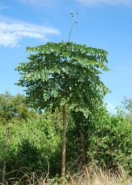 – Indian Trumpet Tree – Broken Bones Tree – Indian Broken Bone Tree – Midnight Horror – Oroxylum indicumمن أسمائها المتداولة: الأروكسوليم – أروكسوليم هندي – شجرة البوق الهندية – شجرة المظلة – شجرة العظم المكسور