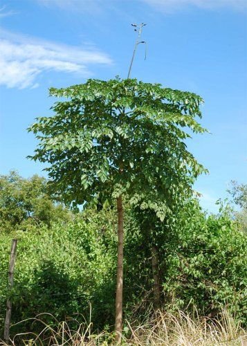 – Indian Trumpet Tree – Broken Bones Tree – Indian Broken Bone Tree – Midnight Horror – Oroxylum indicumمن أسمائها المتداولة: الأروكسوليم – أروكسوليم هندي – شجرة البوق الهندية – شجرة المظلة – شجرة العظم المكسور
