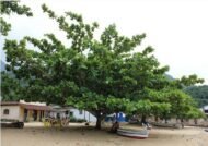⁦🌿بذور  اللوز البحريني – Terminalia catappa⁩ - الصورة ⁦4⁩