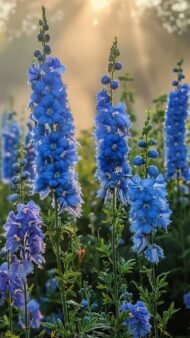 من أسمائها المتداولة: أزهار العايق – العايق – الدلفينيوم – حوذان العايق – Delphinium – Larkspur – Garden Delphinium