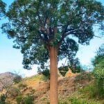 – African Cherry – Red Milkwood – Mimusops laurifoliaمن أسمائها المتداولة: لبخ عملاق – ميموسوبس – شجرة الميموسوبس