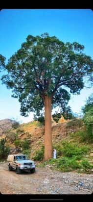 – African Cherry – Red Milkwood – Mimusops laurifoliaمن أسمائها المتداولة: لبخ عملاق – ميموسوبس – شجرة الميموسوبس
