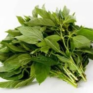 – Jew’s Mallow – Nalta Jute – Egyptian Mallow – Jute Mallow – Tossajute – Corchorus olitoriusمن أسمائها المتداولة: ملوخية بلدي – ملوخية – الملوخية المصرية – الملوخية الخضراء