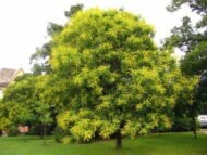 – Golden Rain Tree – Golden Raintree – Pride of Indiaمن أسمائها المتداولة: شجرة المطر الذهبي – شجرة الذهب
